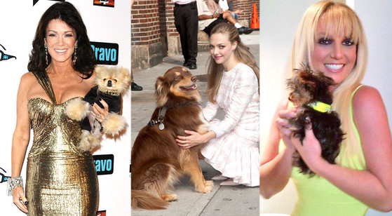 Celebrities, Dogs Celebrities, Dogs